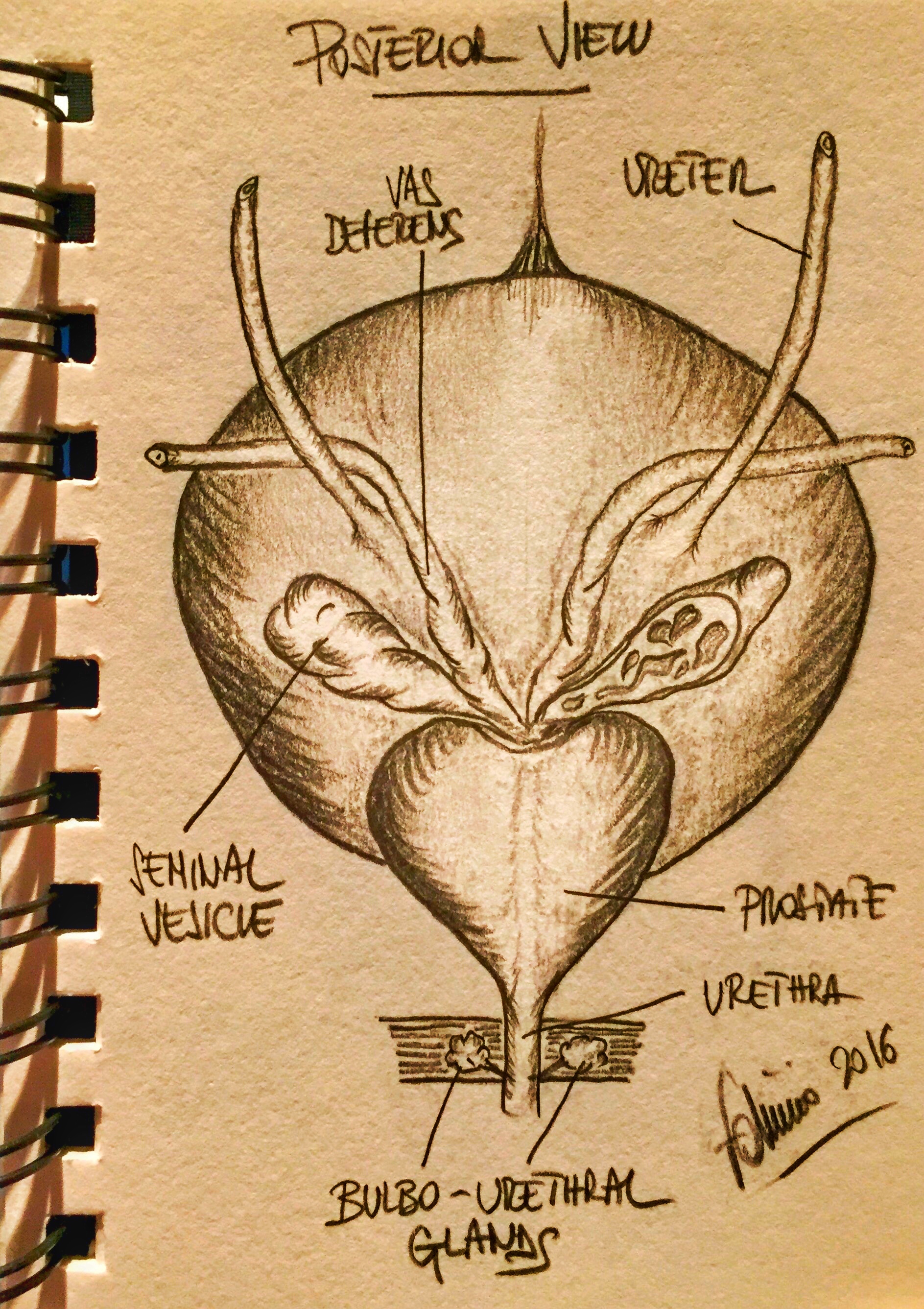 The Bladder – DRAW